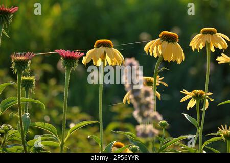 Früh am Morgen Garten mit Spinnennetz zwischen Blütenblüten und Tau, der auf dem Laub glitzert. Stockfoto