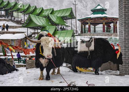 Gangtok, Sikkim, Indien. 28. Februar 2023. Ein gefrorener Gletschersee, umgeben von majestätischen Gipfeln und frischer, kalter Luft, bedeckt von azurblauem Himmel - Changu Lake ist einer der seltenen Orte, die die Platitude würdigen. Dieses glitzernde, smaragdblaue Gewässer, gespeist vom schmelzenden Schnee der umliegenden Berge, befindet sich auf einer Höhe von 12.400 Fuß an der Gangtok-Nathula Road. Auch bekannt als Tsomgo-See, übersetzt in ''˜Quelle des Wassers. (Kreditbild: © Zakir Hossain/Pacific Press via ZUMA Press Wire) NUR REDAKTIONELLE VERWENDUNG! Nicht für den kommerziellen GEBRAUCH! Stockfoto