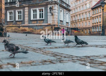 Tauben auf der Straße der Altstadt Stockfoto