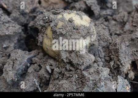 Rosarote Kartoffeln, die in einem Garten angebaut werden, frisch aus dem Boden gegraben, immer noch mit Schmutz bedeckt. Ländlicher Missouri, MO, USA, USA, USA Stockfoto