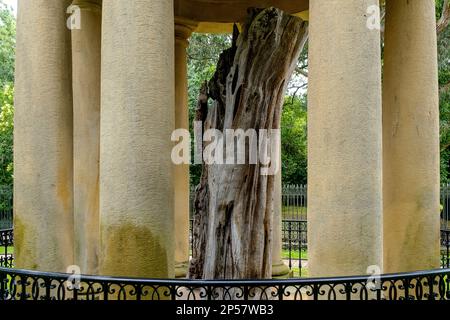 Blick auf den Stamm des alten Baumes von Gernika (Gernikako Arbola) in Guernica, Baskenland, Spanien Stockfoto