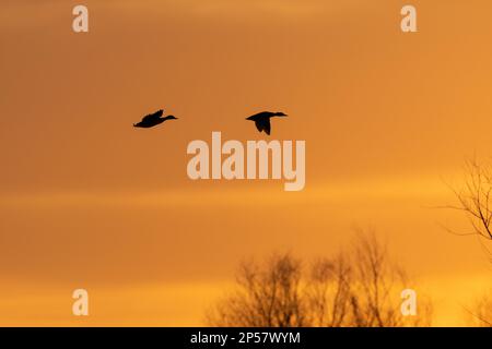 Zwei Mallard-Enten, die vor den orangefarbenen Wolken, die hinter ihnen leuchten, stehen, während sie bei Sonnenuntergang zu einem Ort fliegen, an dem sie sitzen. Stockfoto