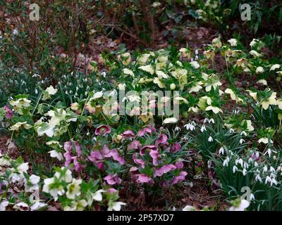 Nahaufnahme einer Mischung aus winterblühenden, niedrig wachsenden Gartenpflanzen von Helleborus hybridus und Galanthus nivalis Schneetropfen, die im Waldgarten zu sehen sind. Stockfoto