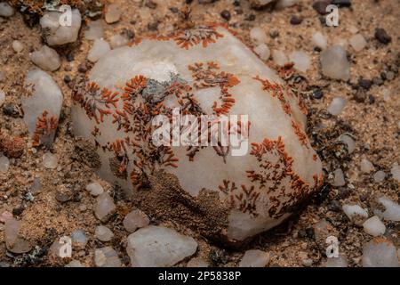 Desert lichen, Caloplaca elegantissima, Teloschistaceae, Namib Desert, Namibia, Afrika Stockfoto