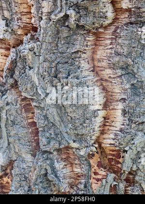 Cork Bark – Nahaufnahme Stockfoto