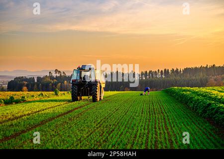 Landwirt mit Traktor, der im Herbst bei Sonnenuntergang auf einem Feld arbeitet Stockfoto