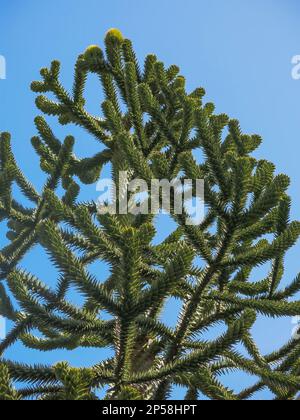 Affen-Puzzle-Baum - Nach Oben Geneigt Stockfoto