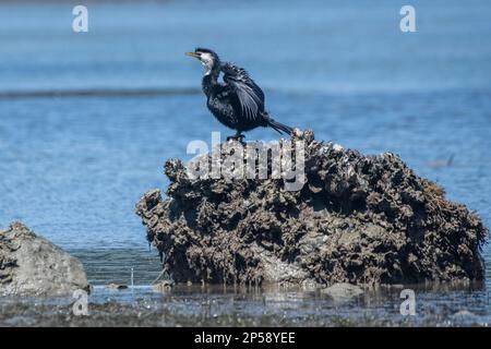 Ein kleiner Rattenkormorant oder kleiner Fick (Microcarbo melanoleucos brevirostris) auf Waiheke Island vor der Küste von Auckland, Aotearoa Neuseeland. Stockfoto