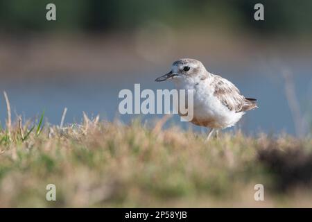 Nördlicher Neuseeland Dotterel oder Rotbrustpfeifer (Charadrius obscurus aquilonius) eine gefährdete Küstenvögelendemie in Aotearoa Neuseeland. Stockfoto