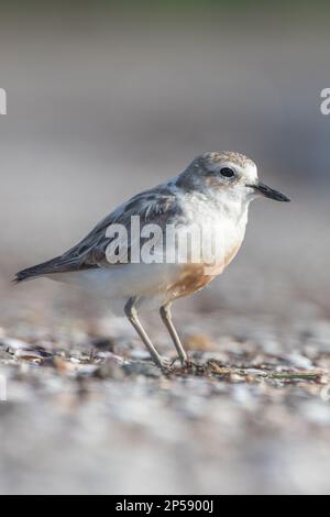 Nördlicher Neuseeland Dotterel oder Rotbrustpfeifer (Charadrius obscurus aquilonius) eine gefährdete Küstenvögelendemie in Aotearoa Neuseeland. Stockfoto