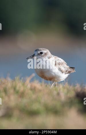 Nördlicher Neuseeland Dotterel oder Rotbrustpfeifer (Charadrius obscurus aquilonius) eine gefährdete Küstenvögelendemie in Aotearoa Neuseeland. Stockfoto