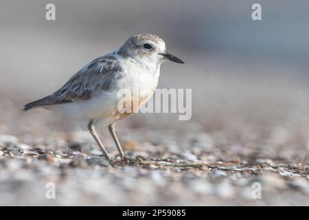 Nördlicher Neuseeland Dotterel oder Rotbrustpfeifer (Charadrius obscurus aquilonius) eine gefährdete Küstenvögelendemie in Aotearoa Neuseeland. Stockfoto