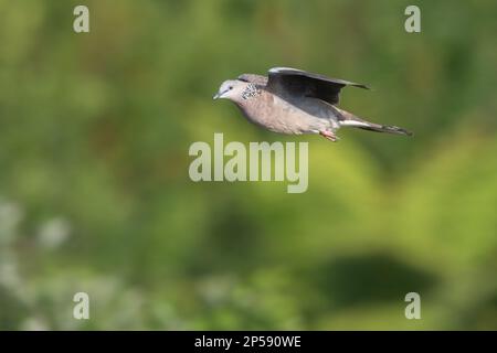 Eine nicht eingeborene Vogelart die gesuchte Taube (Spilopelia chinensis) im Flug, die auf Waiheke Island bei Auckland in Neuseeland fliegt. Stockfoto