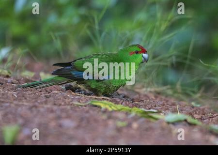 Ein roter Sittich, Cyanoramphus novaezelandiae, oder Kakariki, eine kleine Papageienart, die in Aotearoa Neuseeland endemisch ist. Stockfoto