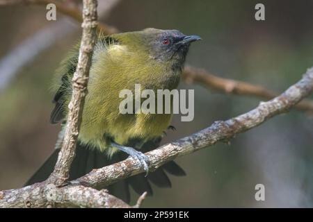 Neuseeländischer Bellbird (Anthornis melanura) ein endemischer Passerinvogel von Aotearoa. Stockfoto