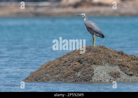 Egretta novaehollandiae von der Insel Waiheke bei Auckland, Aotearoa Neuseeland. Stockfoto