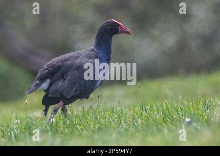 Australasischer Sumpf (Porphyrio melanotus) aus der Nähe von Auckland, Aotearoa Neuseeland. Stockfoto
