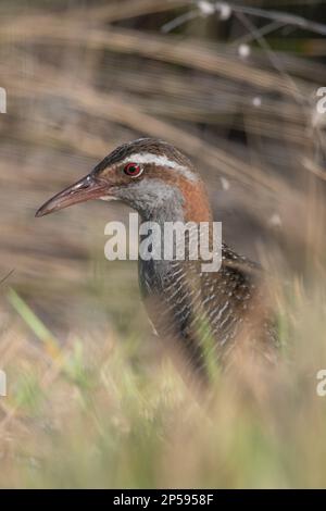 Buff-Banded Rail (Gallirallus philippensis) auf der insel waiheke in Aotearoa Neuseeland im Raum Auckland. Stockfoto