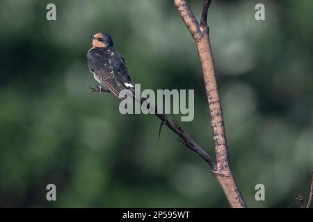 Eine Willkommensschwalbe (Hirundo Neoxena) von Waiheke Island in Auckland, Aotearoa Neuseeland. Stockfoto