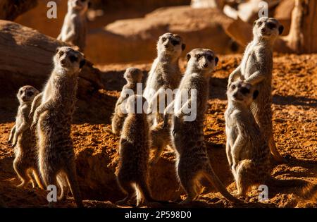 Erdmännchen oder Suricate (Suricata Suricatta). Bioparc.Valencia, Spanien. Stockfoto