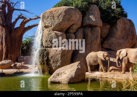 Afrikanischer Elefant, Loxodonta Africana. Bioparc.Valencia, Spanien. Stockfoto