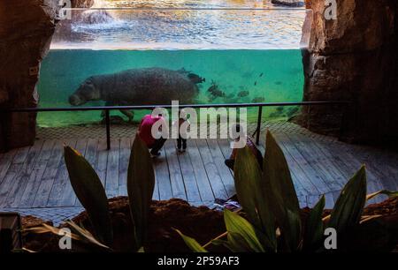 Menschen beobachten, ein Nilpferd, Hippopotamus Amphibius. Bioparc.Valencia, Spanien. Stockfoto