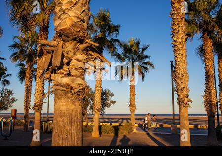 Passeig Maritim De La Patacona.Valencia, Spanien. Stockfoto