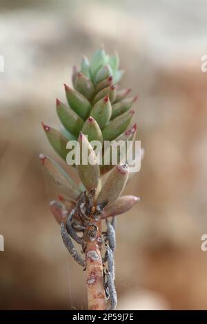 Wilde Gebirgsblume auf Felsen Nahaufnahme botanischer Hintergrund Sedum ochroleucum Familie crassulaceae große, hochwertige Drucke Stockfoto