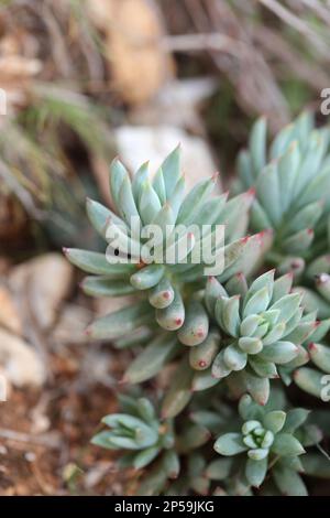 Wilde Gebirgsblume auf Felsen Nahaufnahme botanischer Hintergrund Sedum ochroleucum Familie crassulaceae große, hochwertige Drucke Stockfoto