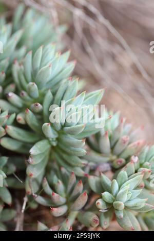 Wilde Gebirgsblume auf Felsen Nahaufnahme botanischer Hintergrund Sedum ochroleucum Familie crassulaceae große, hochwertige Drucke Stockfoto