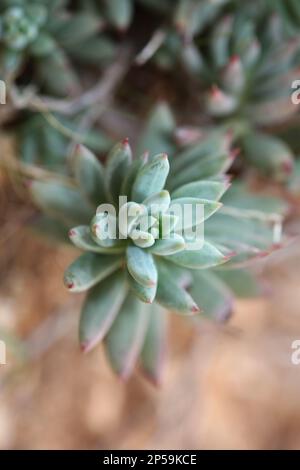 Wilde Gebirgsblume auf Felsen Nahaufnahme botanischer Hintergrund Sedum ochroleucum Familie crassulaceae große, hochwertige Drucke Stockfoto