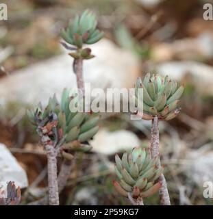 Wilde Gebirgsblume auf Felsen Nahaufnahme botanischer Hintergrund Sedum ochroleucum Familie crassulaceae große, hochwertige Drucke Stockfoto