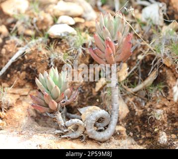 Wilde Gebirgsblume auf Felsen Nahaufnahme botanischer Hintergrund Sedum ochroleucum Familie crassulaceae große, hochwertige Drucke Stockfoto