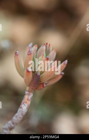 Wilde Gebirgsblume auf Felsen Nahaufnahme botanischer Hintergrund Sedum ochroleucum Familie crassulaceae große, hochwertige Drucke Stockfoto