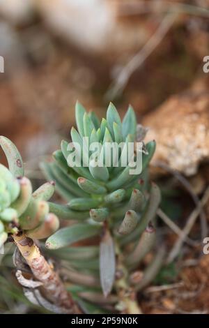 Wilde Gebirgsblume auf Felsen Nahaufnahme botanischer Hintergrund Sedum ochroleucum Familie crassulaceae große, hochwertige Drucke Stockfoto