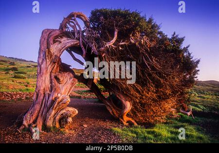 Sabina (Juniperus Turbinata SSP. Canariensis), El Sabinar, El Hierro, Kanarische Inseln, Spanien, Europa Stockfoto