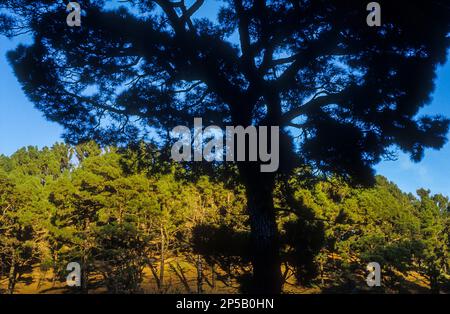 Kanarische Kiefernwald (Pinus Canariensis), El Hierro, Kanarische Inseln, Spanien, Europa Stockfoto