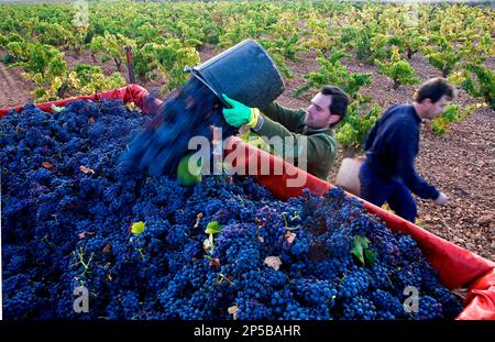 Spanien, Provinz Zaragoza, Cariñena: Weinberge. Jahrgang Stockfoto