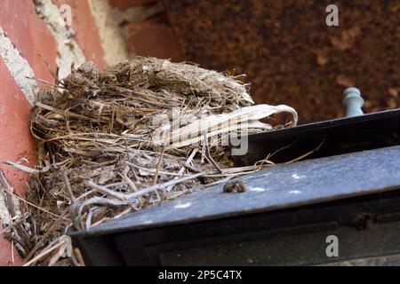 Seitlicher Blick auf Vögel, die auf einer schwarzen Lampe nisten, an der Außenseite eines Hauses. Eine rote Backsteinmauer dient als Kulisse. Stockfoto