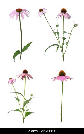 Mit wunderschönen Echinacea-Blumen auf weißem Hintergrund Stockfoto