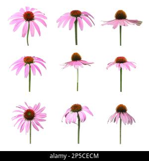 Mit wunderschönen Echinacea-Blumen auf weißem Hintergrund Stockfoto