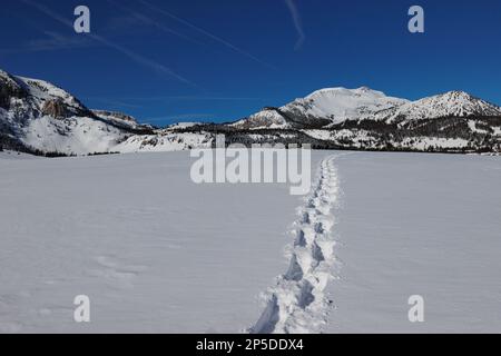 Schneeschuhwanderwege erstrecken sich über ein schneebedecktes Feld in Richtung Skigebiet Mammoth Mountain. Mammoth Rock ist auf der linken Seite. Stockfoto