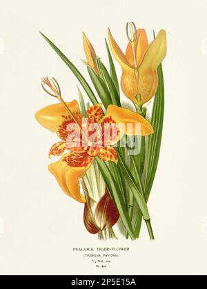 Blumendarstellung. Pfau-Tigerblume Stockfoto