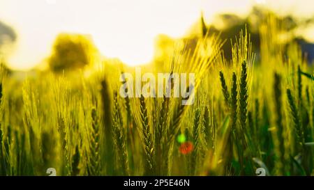 Grünes Weizenfeld mit Tautropfen auf Blättern am Wintermorgen. Die Sonne strahlt über einem reifen Weizenfeld. Querformat. Landkulturkonzept in Rajasthan, I Stockfoto