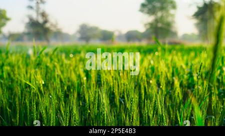 Grünes Weizenfeld mit Tautropfen auf Blättern am Wintermorgen. Die Sonne strahlt über einem reifen Weizenfeld. Querformat. Landkulturkonzept in Rajasthan, I Stockfoto