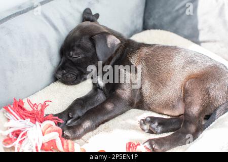 Schlafen im Sonnenlicht-schwarzen labrador-Retriever Stockfoto
