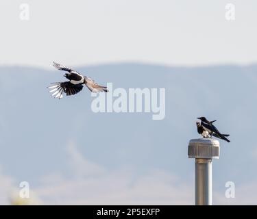 Schwarze Magpies fliegen und kämpfen über dem Dach eines Nachbarn. Stockfoto