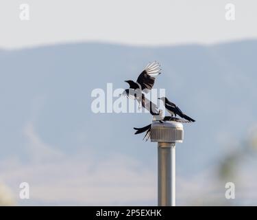Schwarze Magpies fliegen und kämpfen über dem Dach eines Nachbarn. Stockfoto
