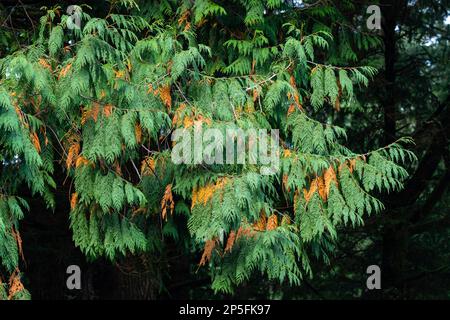 Details der Zweige mit intensiven Grün- und Orangenfarben einiger Kiefern im Oswald West State Park Stockfoto