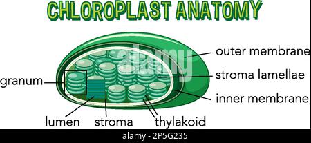 Schaubild zur Chloroplast-Anatomie für die Biologie- und Biowissenschaftsausbildung Stock Vektor